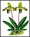 OrchidWire - The Orchid Portal
