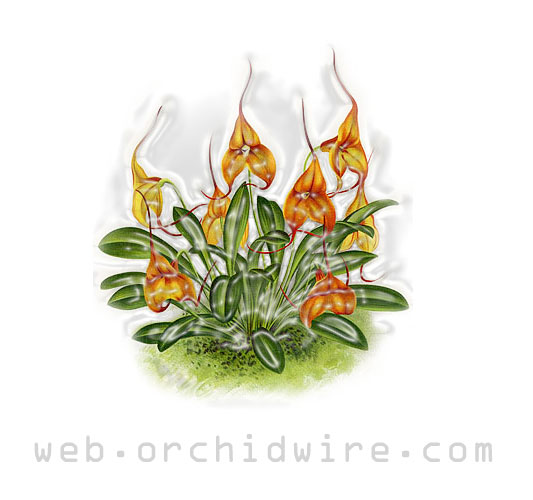 web.orchidwire.com